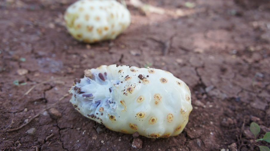 noni fruit